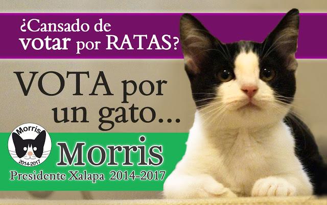 Morris, más que un gato un candigato para México