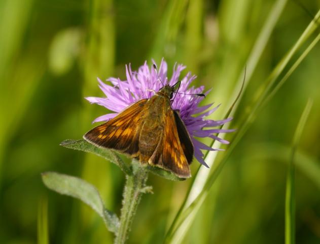 Centaureas y mariposas