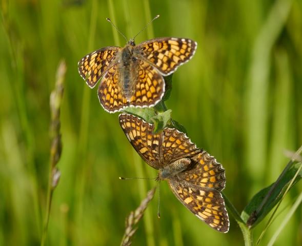 Centaureas y mariposas