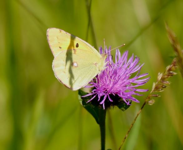 Centaureas y mariposas