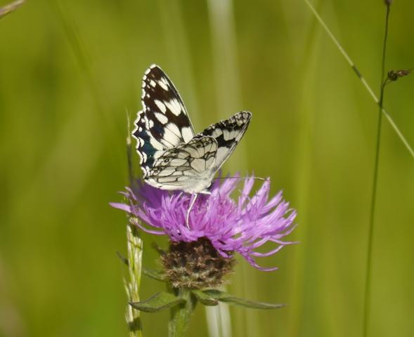 Centaureas y mariposas