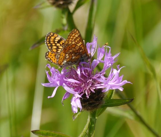 Centaureas y mariposas