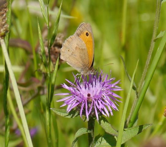 Centaureas y mariposas