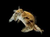 Revelan cómo evolucionó peludo cangrejo yeti