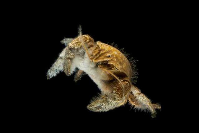 cangrejo yeti 'Hoff'