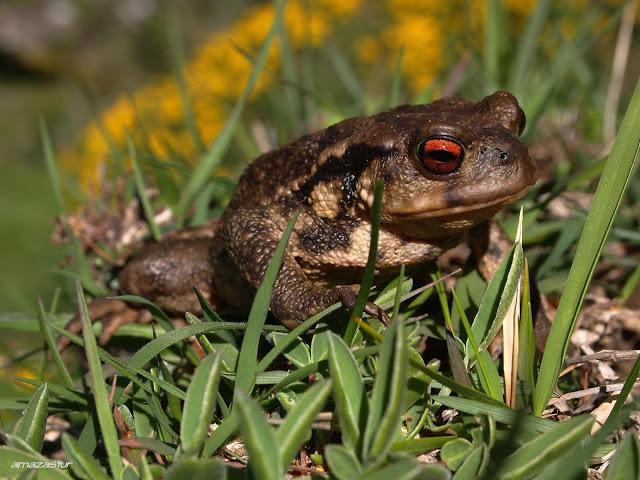 peña arpín y puertos de agüeria