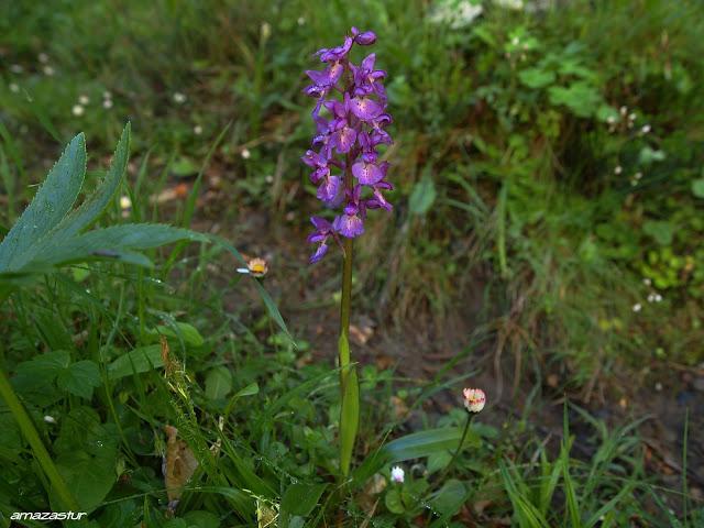 peña arpín y puertos de agüeria