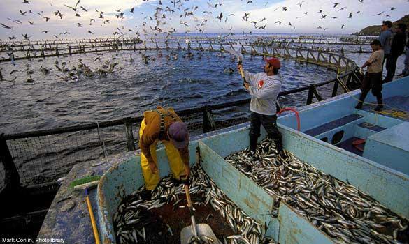 alimentación en acuicultura