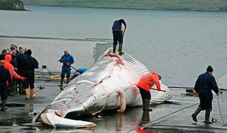 caza de ballenas