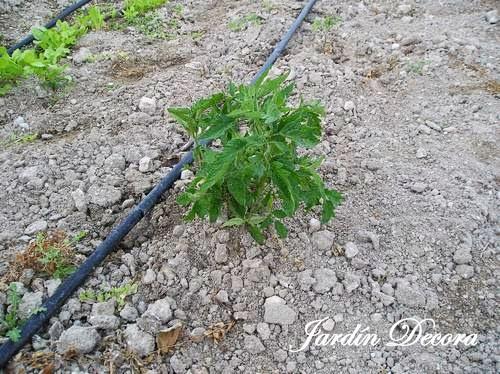 el-huerto-en-junio-matas-de-tomate