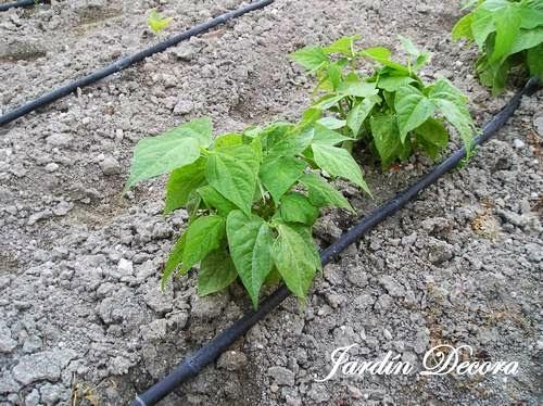 el-huerto-en-junio-matas-de-judías-verdes