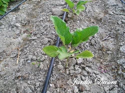 el-huerto-en-junio-matas-de-berenjena