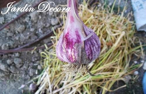 el-huerto-en-junio-cabeza-de-ajos