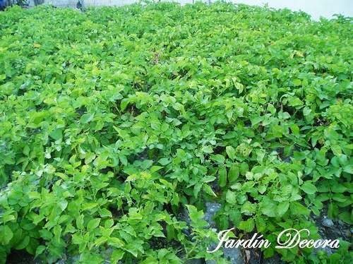 el-huerto-en-junio-patatas