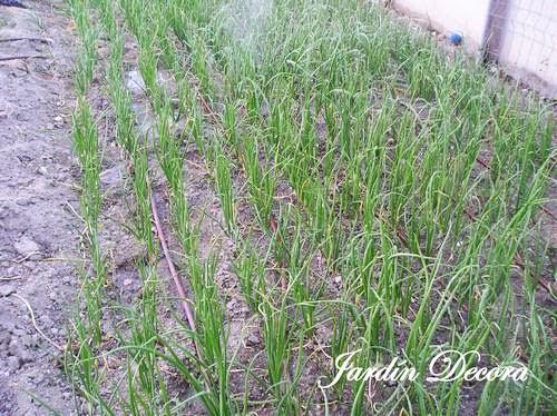 el-huerto-en-junio-cebollas