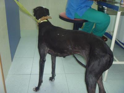 AMAPOLA, GALGA RESCATADA HERIDA DE UN RECINTO CERRADO. (JAÉN)