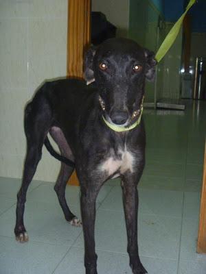 AMAPOLA, GALGA RESCATADA HERIDA DE UN RECINTO CERRADO. (JAÉN)