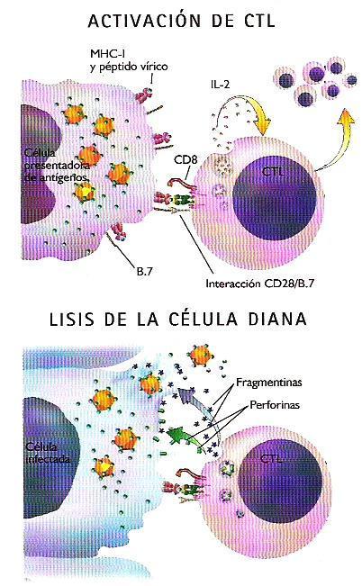 Un oncogén contra las infecciones. N-ras.