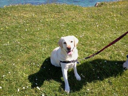 Kira en abril de 2013, cerca del Cantábrico