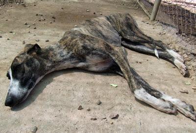 Max, precioso galgo en adopción.