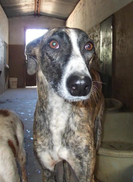 Max, precioso galgo en adopción.