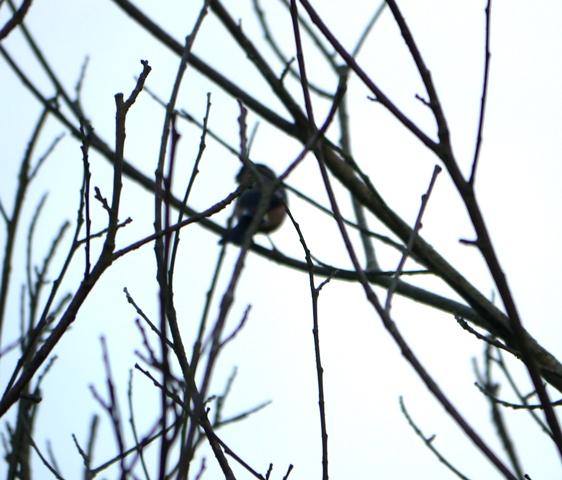 Abejero, camachuelo, alcaudón...