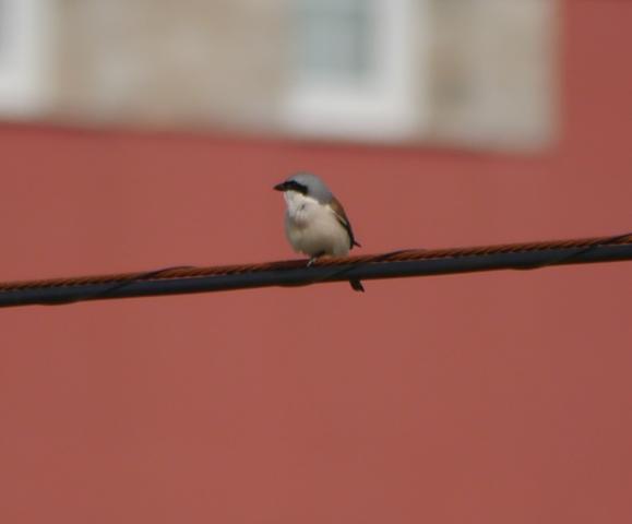 Abejero, camachuelo, alcaudón...