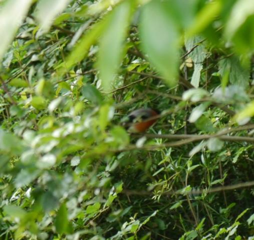 Abejero, camachuelo, alcaudón...