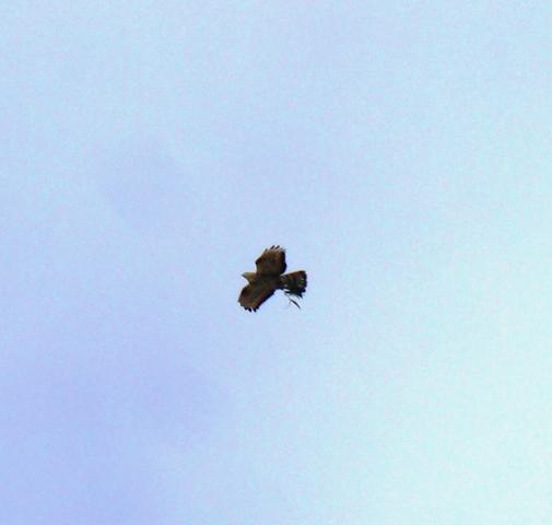 Abejero, camachuelo, alcaudón...