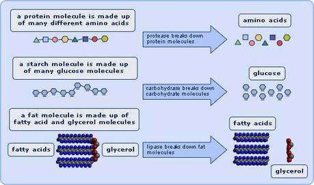 La digestión, la química y las enzimas digestivas