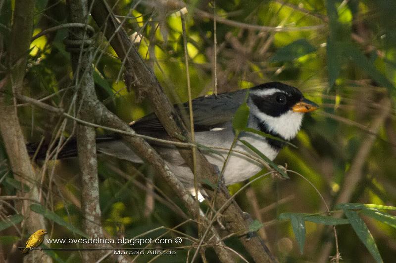 Cerquero de collar (Saffron-billed Sparrow)