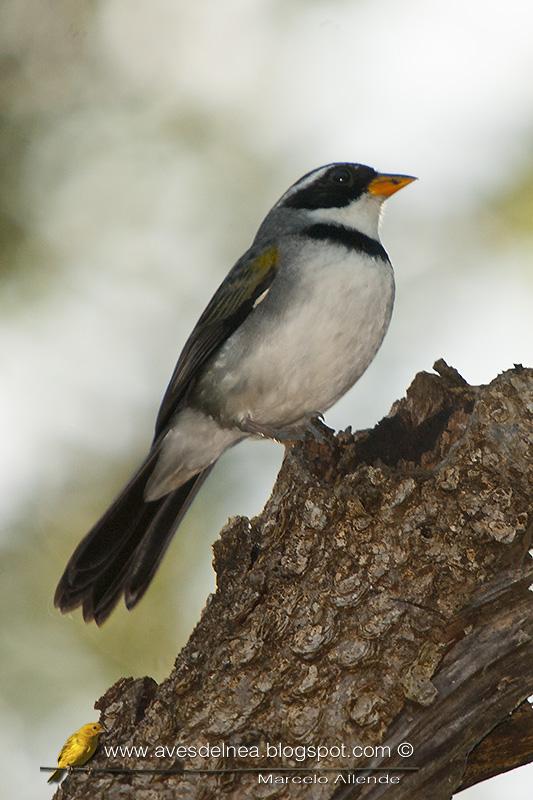 Cerquero de collar (Saffron-billed Sparrow)