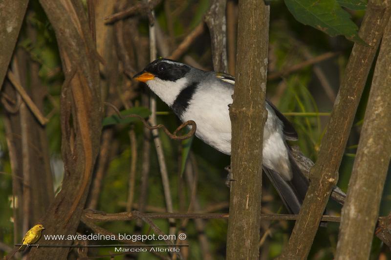 Cerquero de collar (Saffron-billed Sparrow)