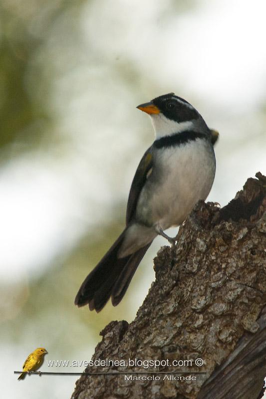 Cerquero de collar (Saffron-billed Sparrow)