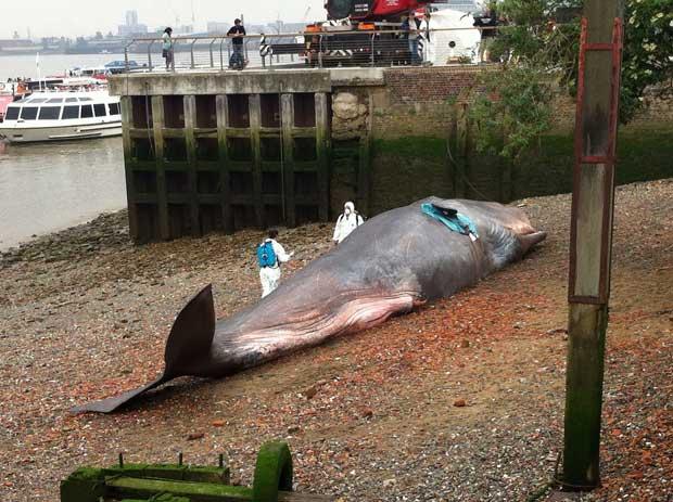 escultura de ballena varada en Greenwich