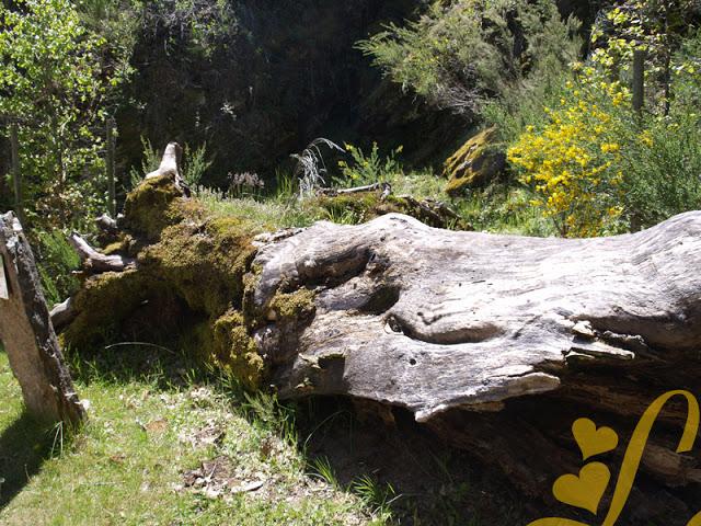 Sierra del Rincón - Hayedo de Montejo