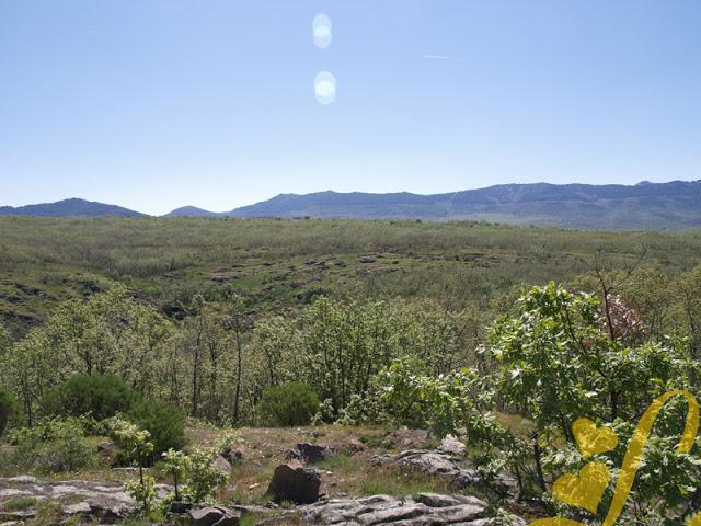 Sierra del Rincón - Hayedo de Montejo