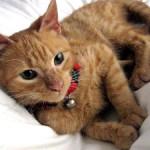 Castración del gato