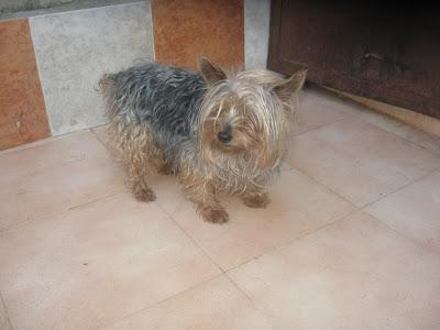 Zeus, yorki de 5 años, en adopción‏.