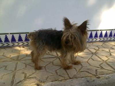 Zeus, yorki de 5 años, en adopción‏.