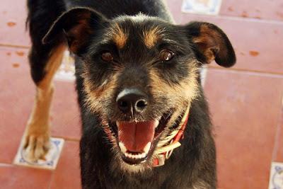 Luigi, adorable, adorable, adorable ... en adopción.