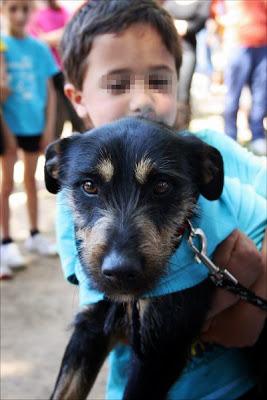 Luigi, adorable, adorable, adorable ... en adopción.