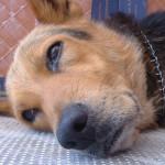 mastitis en los perros