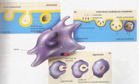 Digestión en eucarotes unicelulares