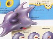 Digestión eucarotes unicelulares