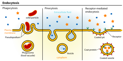 Introducción a la endocitosis