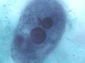 Introducción digestión eucariotes