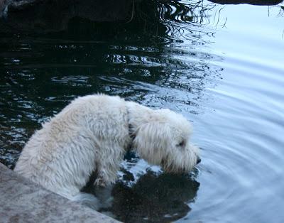 Lo que no puedes olvidar en el verano de tu perro