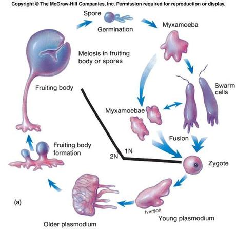 Digestión en eucariotes multicelulares