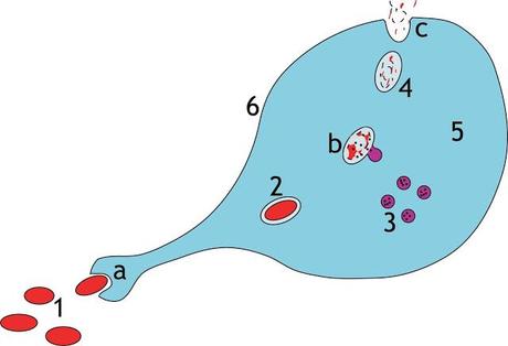 La fagocitosis y la digestión de las células eucariotas